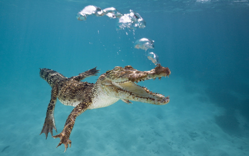 Swim, 4K, Bubbles, Crocodile, Calf, Underwater