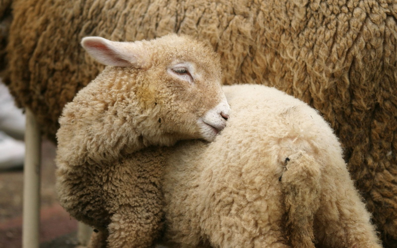 textile, wash, goat, animal themes, fur, ewe, pets, domestic Animals, mammal, close-up, 2K, sheep, rural Scene, lamb, calf, herbivorous, day, outdoors