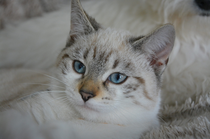 cat eyes, portrait, one animal, relaxation, animal eye, gray, pets, 5K, whisker, photo, white, animal head, blue eyes, kitten, animal, moustache, animal body part