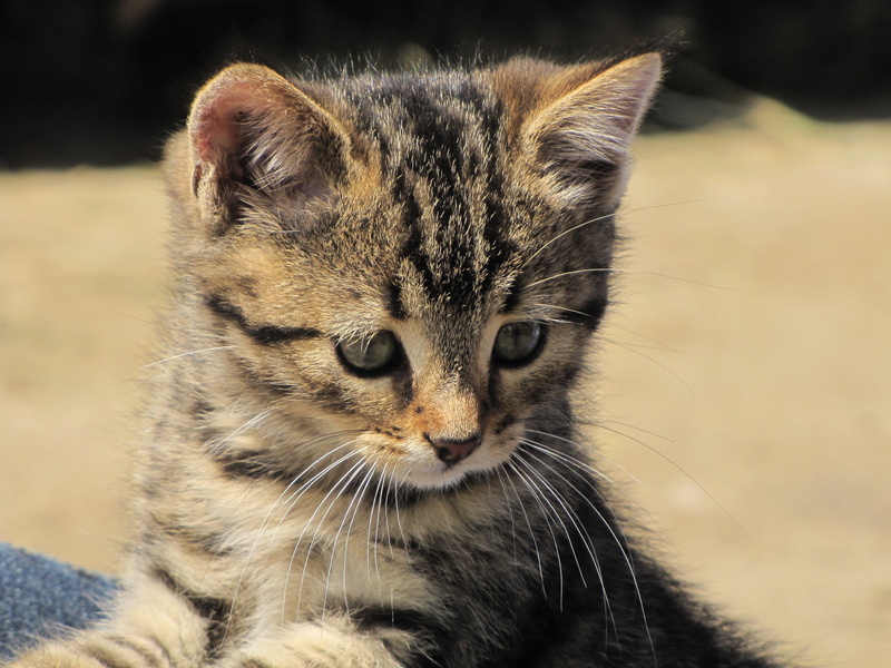 focus on foreground, young cat, kitten, cat baby, moustache, domestic cat, view, day, pet, brown, pets, animal themes, animal head, looking at camera, vertebrate