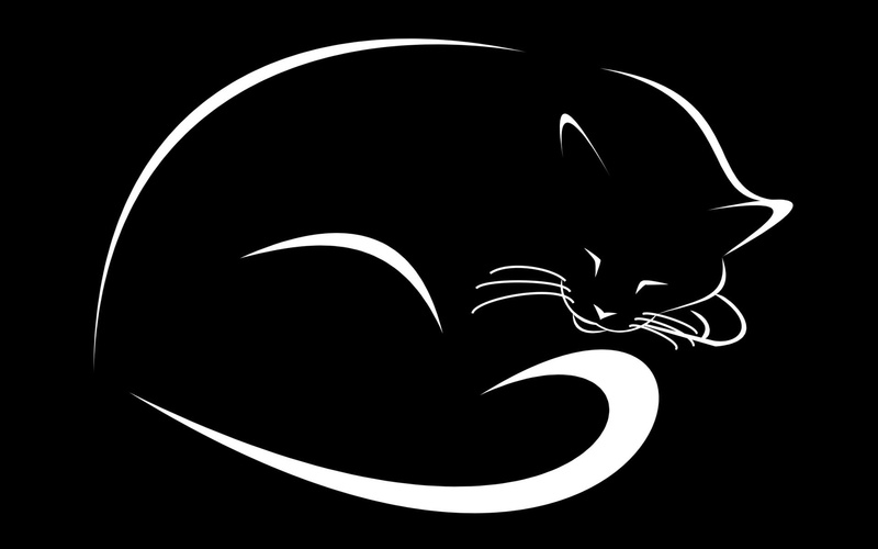 sleeps, 1080P, moustaches, cat, kitten