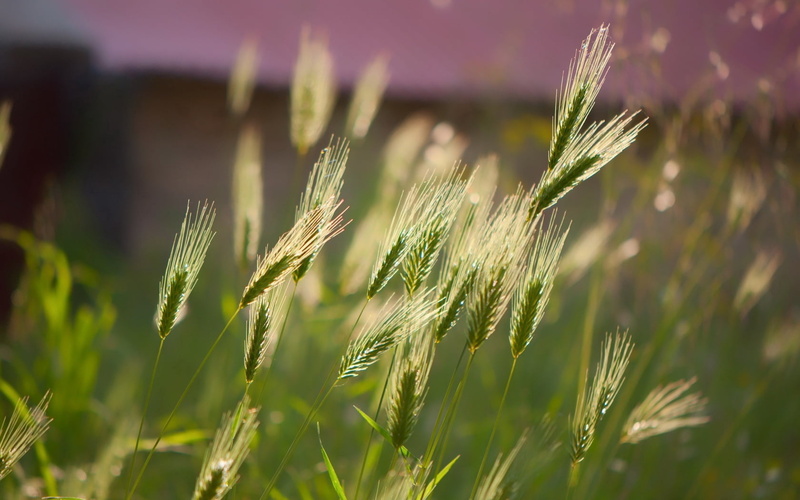 green color, green, close-up, cereal plant, outdoors, focus on foreground, wheat, stalk, landscape, ears, macro, land, no people, nature, agriculture, 720P
