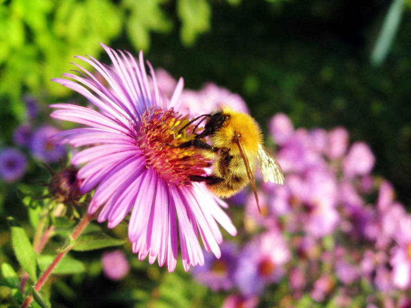 bee, flowers, honey, 1080P