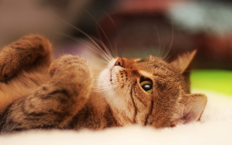 Come, Behaved, One, Cat, Play, 1080P, Me