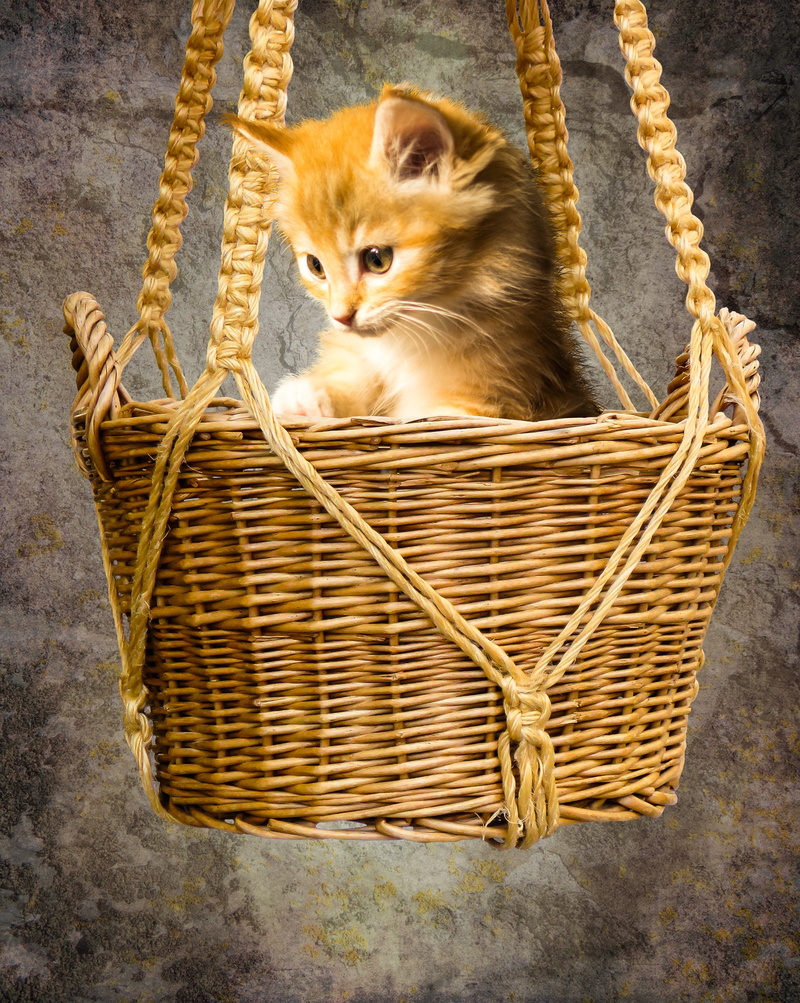 tabby, feline, animal, domestic, vertebrate, pet, portrait, basket, whisker, pets, one animal, domestic cat, depend, kitten, play, animals, small cat, 4K
