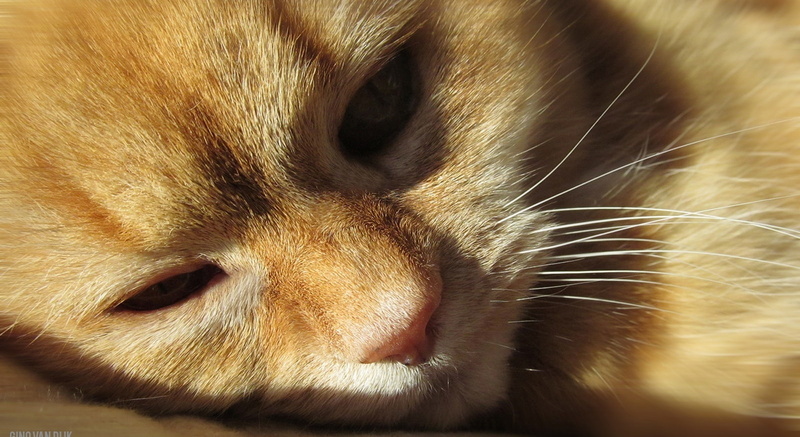 domestic animals, orange, animal body part, vertebrate, 720P, kitten, hair, animal eye, whisker, cat, mammal, feline, small, animal, snout, cute, poes