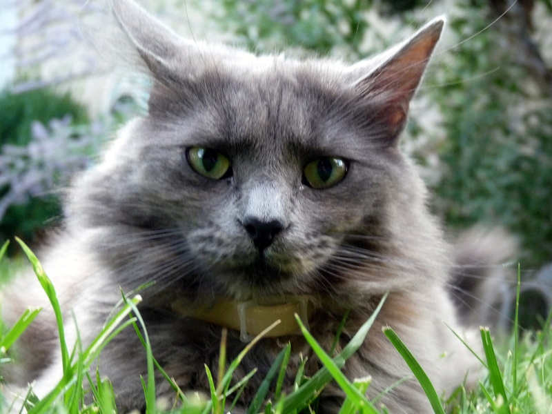 Face, mad, feline, animal head, Frown, Kitty, nature, gray, domestic animals, domestic, animal, focus, Kat, kitty, 2K, one animal, happy, grass, portrait