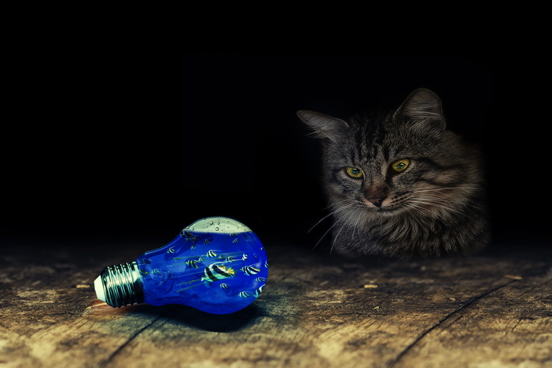 staring, bulb, kitten, no people, domestic, animal themes, vertebrate, curious, fish, black background, animal, indoors, voltage, wait, light bulb, on the lurking