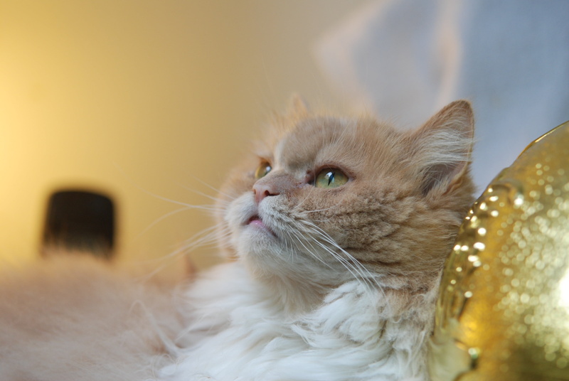 one animal, pet, animal body part, no people, pets, vertebrate, looking, indoors, animal hair, gel reviews, cat, animal, cute, domestic, close-up, domestic animals