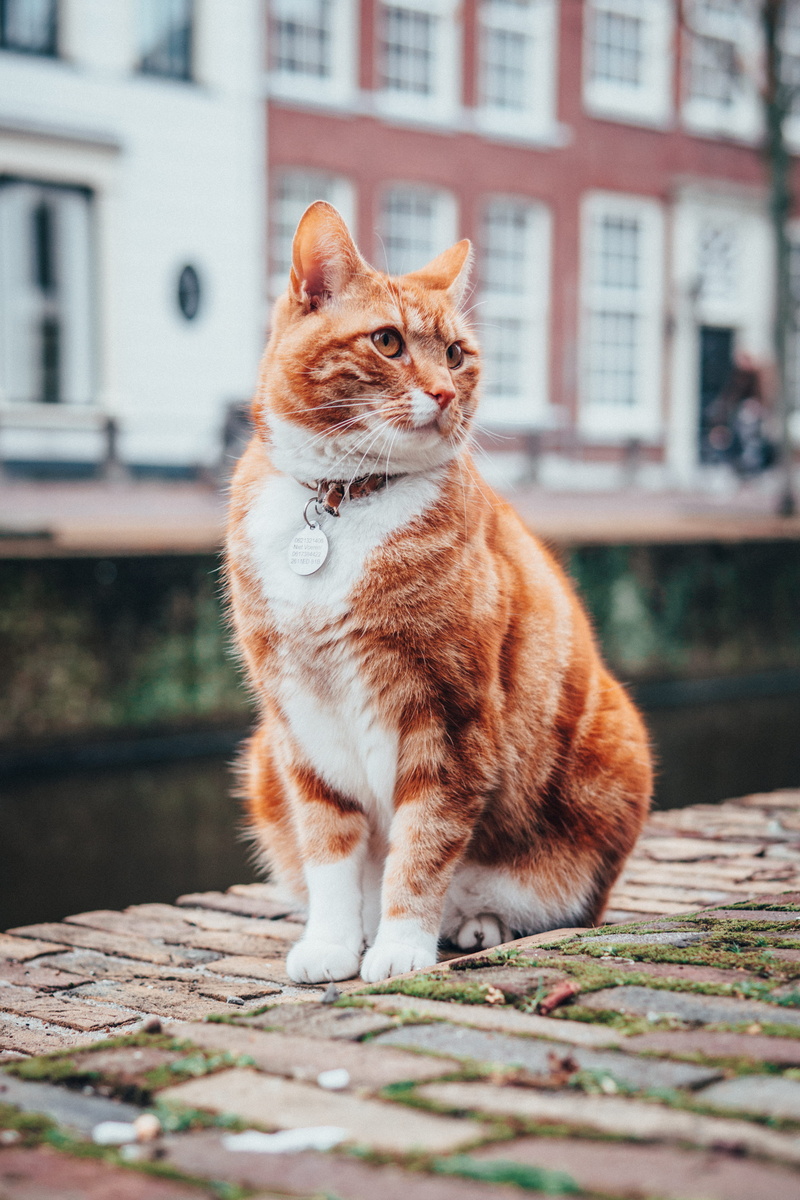 tabby, photography, dutch, looking away, domestic cat, holland, kat, cats, feline, looking, home decor, animal, pet, cat, mammal, streetcat bob, sitting