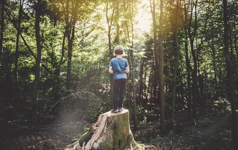 explorer, woodland, walking, sunlight, tourist, people, 2K, women, asking, boy, sport, kid, style, activity, rear View, day, alone, sunrise, hiking, tree stump