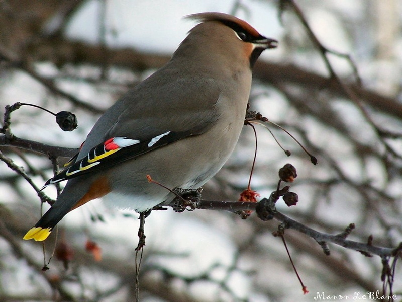 animals, tree, red, Bird, Small, ask, branch, brown, hd, birds, 480P, art, jerry