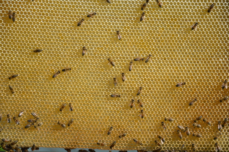 animal, day, macro photography, young bee, frame, animal wildlife, brown, beekeeping, honey bee, large group of animals, 4K, Bee, cell, honey, backgrounds