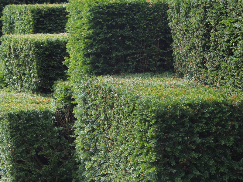ornate, Garden, pattern, green color, right, plant, plantation, lush foliage, 4K, geometric, tranquil scene, outdoors, land, shape, grass, leaf, Hedge