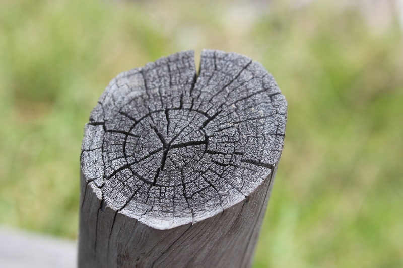 wood - material, focus on foreground, old wood, trunk, plant, outdoors, day, tree, no people, environmental damage, fence, tree ring, forest, deforestation