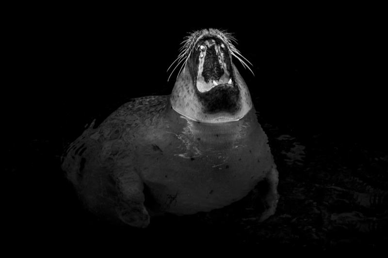robbe, portrait, nature, mammal, meeresbewohner, animal body part, 5K, front view, animal head, animal themes, revised, one animal, looking at camera