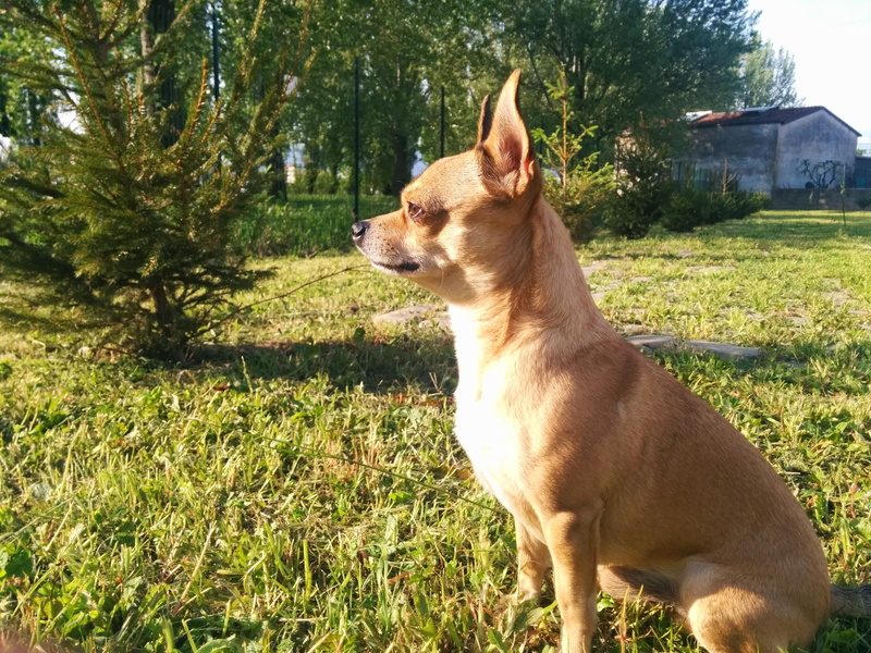 animal, chihuahua, campaign, look away, mammal, profile, scrutinize, tree, one animal, guard, fence, grass, no people, field, looking, dog, domestic animals