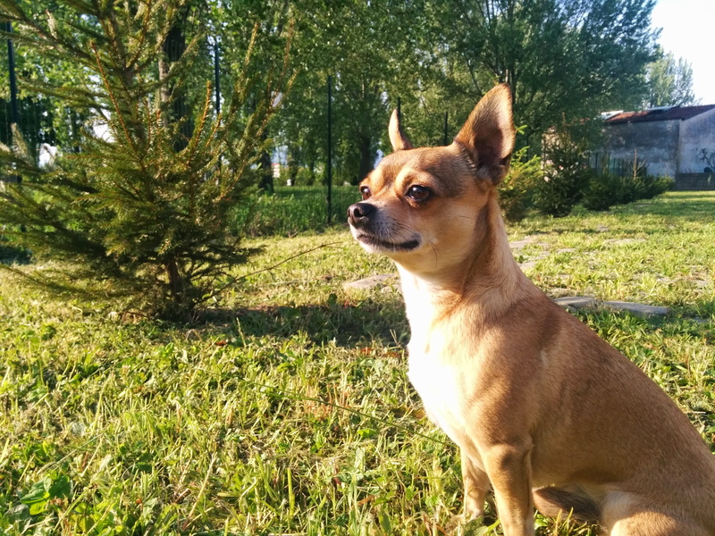 field, one animal, nature, animal, domestic animals, no people, scrutinize, guard, looking, domestic, campaign, mammal, fence, plant, vertebrate, grass