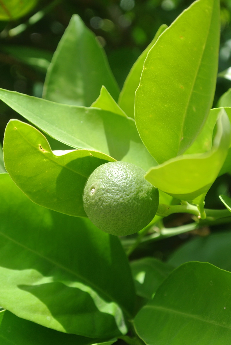 growth, green, beauty in nature, food, potential, day, healthy eating, citrus fruit, tree, close-up, wellbeing, nature, leaf, green color, food and drink