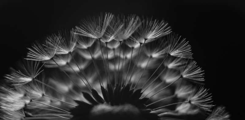 Time, white, Structural, Commons, Perspective, Depth, outdoor, Detail, close-up, Attribution, 5K, White  World, Earth, mechanism, A58, feathers, flower