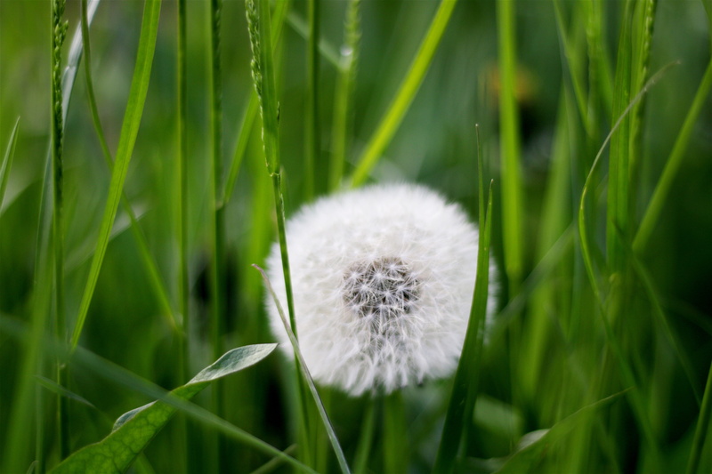 growth, white color, weed, seed, fragility, 5K, blow, possibility, potential, white, daytime, dandelion, no people, close-up, natural condition, nature