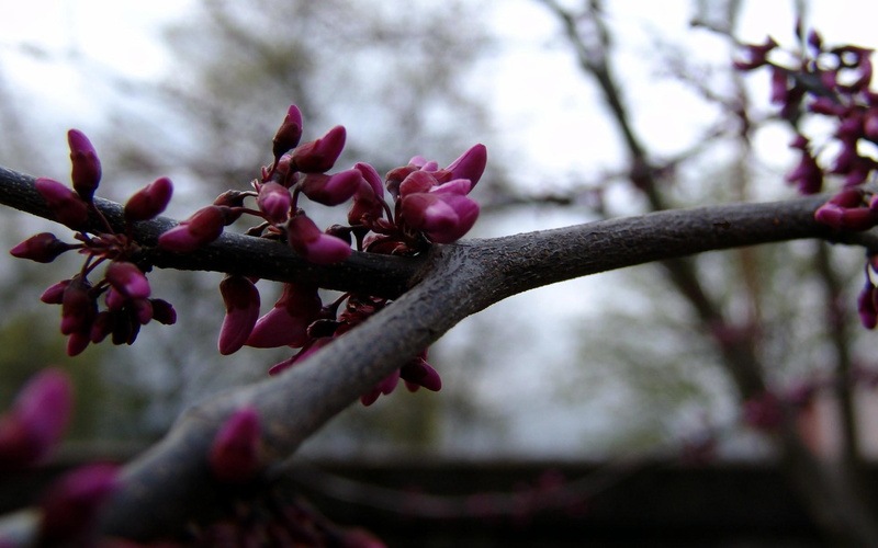 close-up, springtime, blossom, vulnerability, pink color, beautiful, tree, fragility, plant, 1080P, day, no people, cherry blossom, nature, freshness