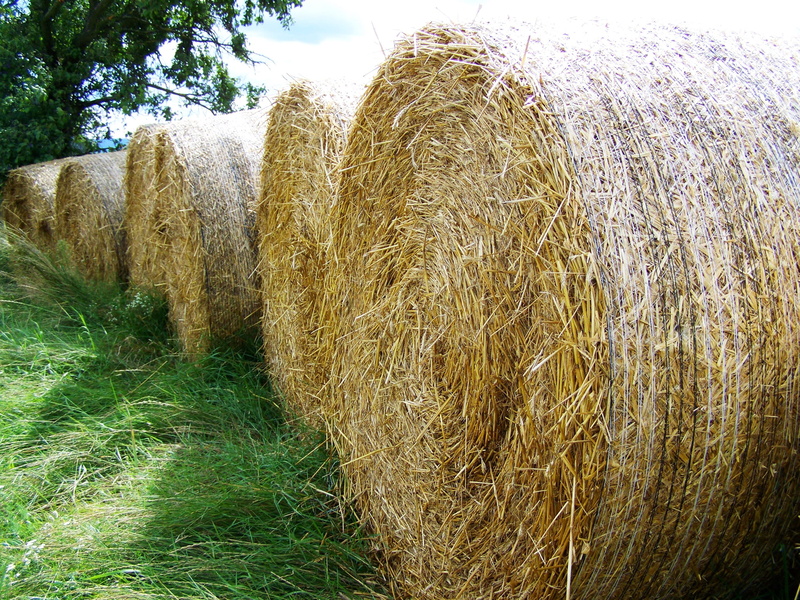 2K, field, harvesting, rural scene, haystack, day, straw, landscape, rolled up, no people, nature, potential gabonaszár, outdoors, land, hay, bale, farm