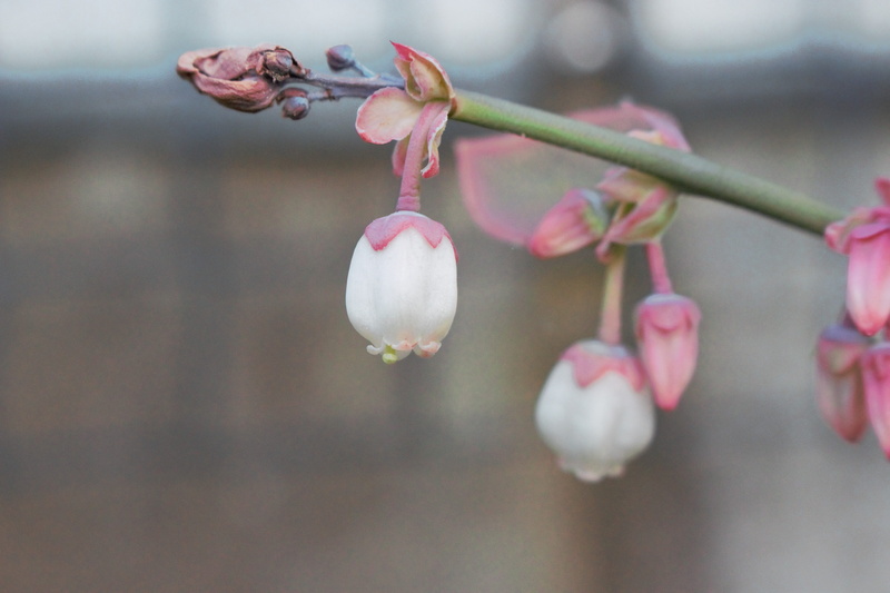 growth, freshness, softness, nature, potential, day, flower head, no people, selective focus, bud, beauty in nature, plant, fruit, 5K, springtime, flower