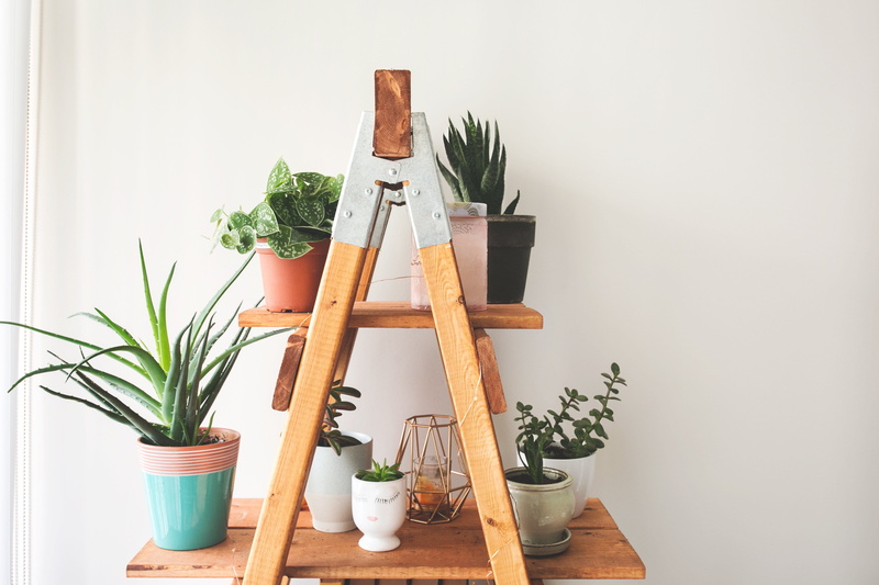 4K, growth, green color, Furniture, studio shot, Plants, plant part, nature, indoors, ladder, Home, wood - material, photo, copy space, Living room, shelf