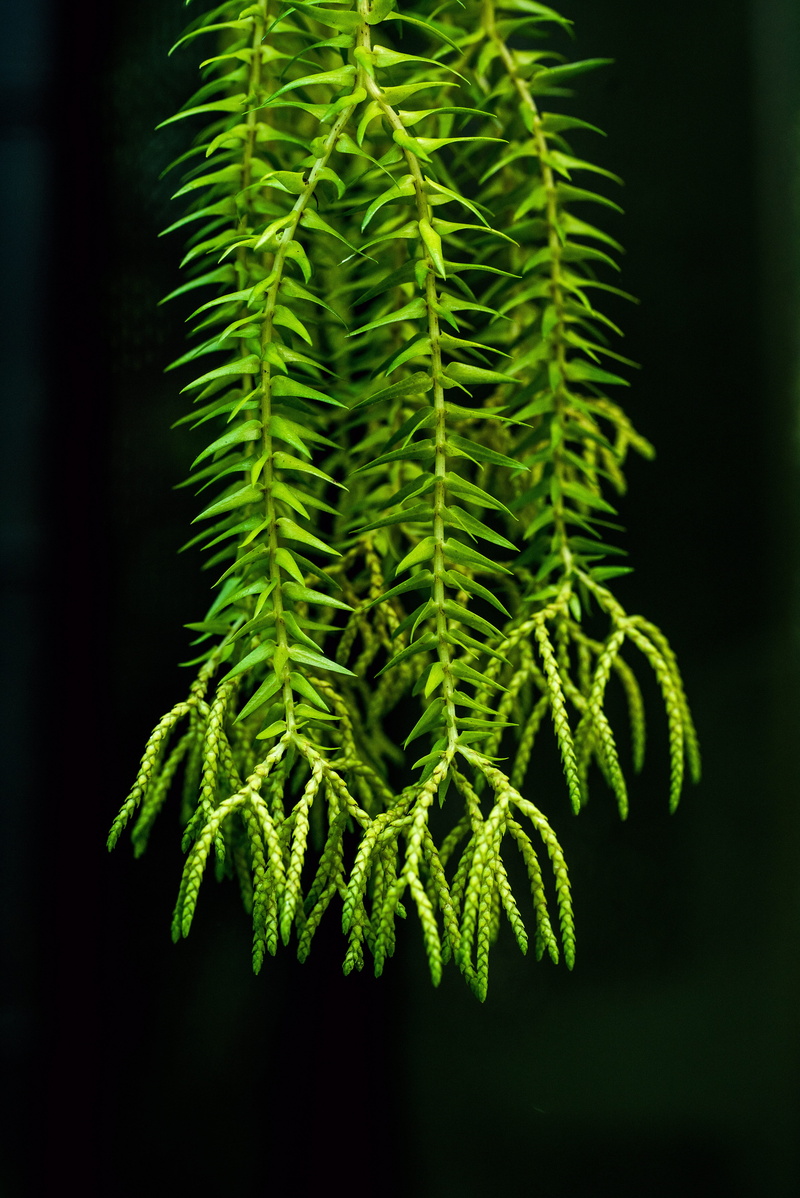 selective focus, growth, australia, macro, fern, focus on foreground, branch, fir tree, outdoors, club moss, photo, tassel, black, foliage, black background