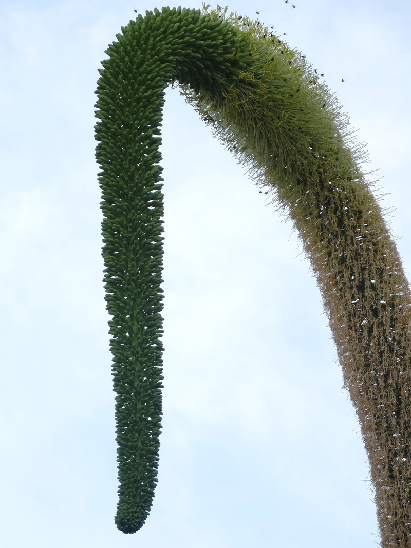 sky, tree trunk, curve, outdoors, close-up, beauty in nature, nature, focus on foreground, leaf, pattern, low angle view, green color, day, cloud - sky