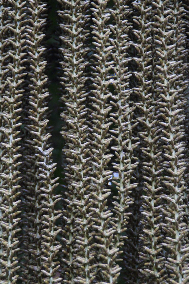 close-up, no people, palm, textured, background, vegetable, tassels, nature, creativity, close, agriculture, large group of objects, tree, plant, 5K, striped
