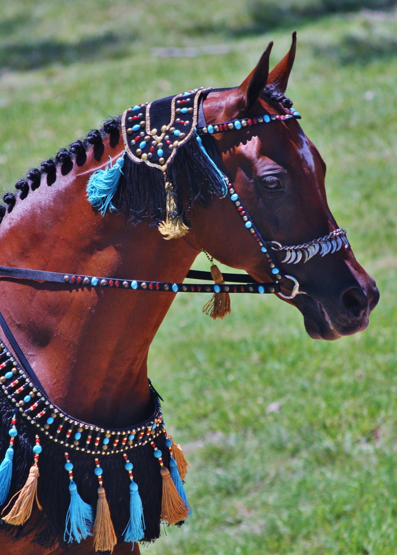 equines, grass, pets, field, taken, bridle, equestrian, multicolored, day, tassels, wool, one animal, tack, daytime, animal wildlife, horses, animal themes