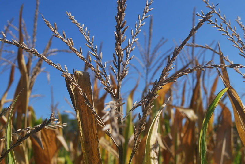 Field, nature, rural Scene, 720P, no people, tassels, ripe, farm, sky, stem, tranquility, food, outdoors, blue, focus on foreground, plant, beauty in nature