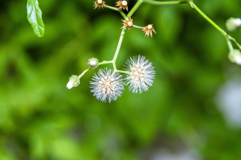 growth, the white flowers, dandelion seed, no people, vulnerability, Fluffy, nature, close-up, flower, green color, beauty in nature, petal, freshness