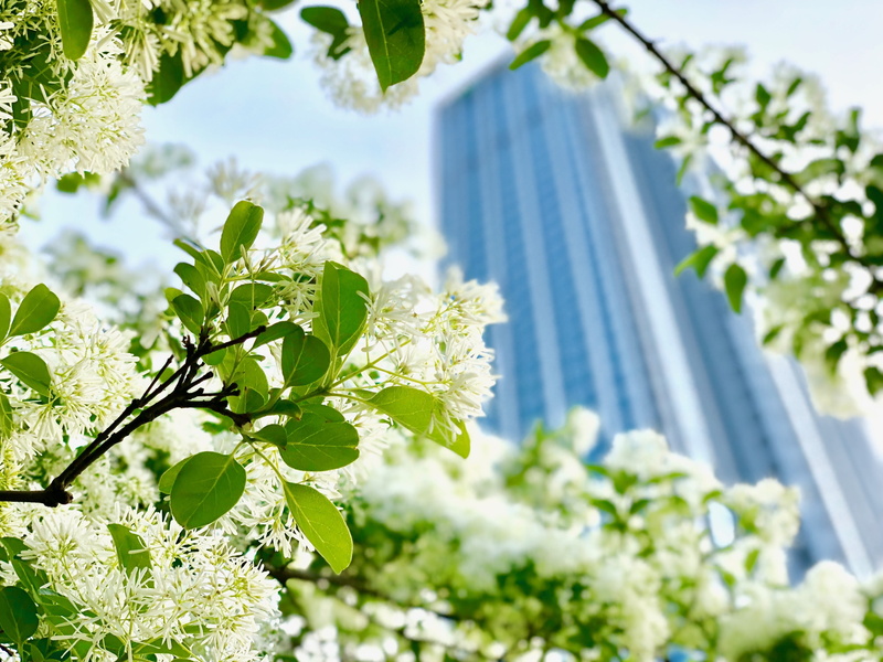 outdoors, taiwan, outdoor, flower head, taipei, branch, 4K, white flower, sunlight, leaf, green color, tassel, plant part, freshness, blue sky, low angle view