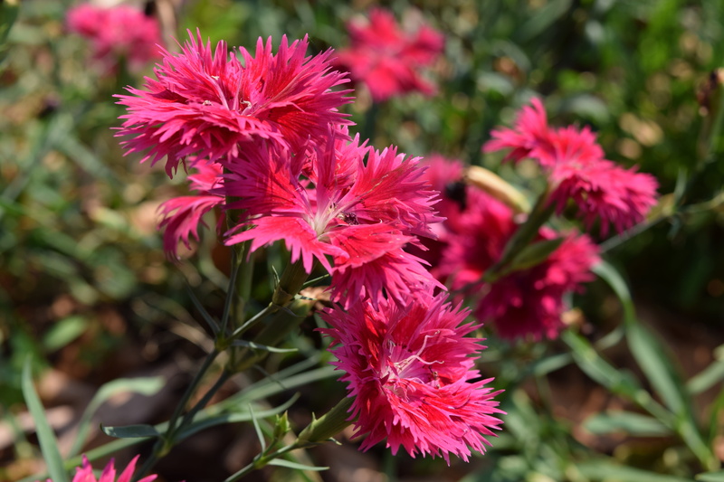pom, no people, flower head, fragility, close-up, outdoors, tassel, pollen, pink color, plant, red, nature, inflorescence, flowering plant, freshness, vulnerability