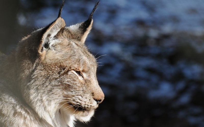 animal, focus on foreground, animal themes, close-up, pets, domestic animals, profile view, animal head, looking, one animal, animal body part, Tassels