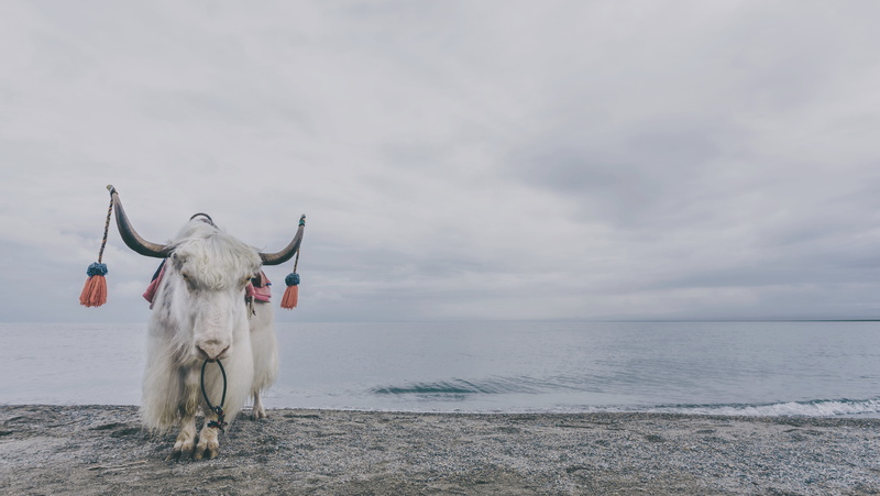 animal themes, horizon over water, sky, white, mammal, body, scenery, one animal, near, beach, pets, horizon, bovine, domestic animals, livestock, sea