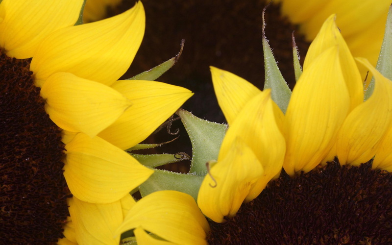 nature, flower, sunflowers, 2K, zoom
