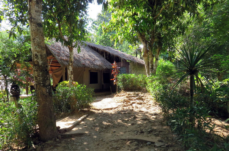 tree trunk, land, building, laos, growth, nature, tree, built structure, footpath, day, green color, building exterior, forest, sunlight, primary forest