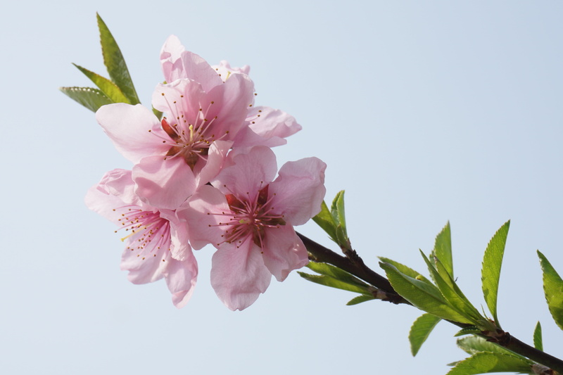 the leaves, blossom, pink color, photography, freshness, tree, no people, close, flower head, peach blossom, blossoms, leaf, ew life, pink, section, primary