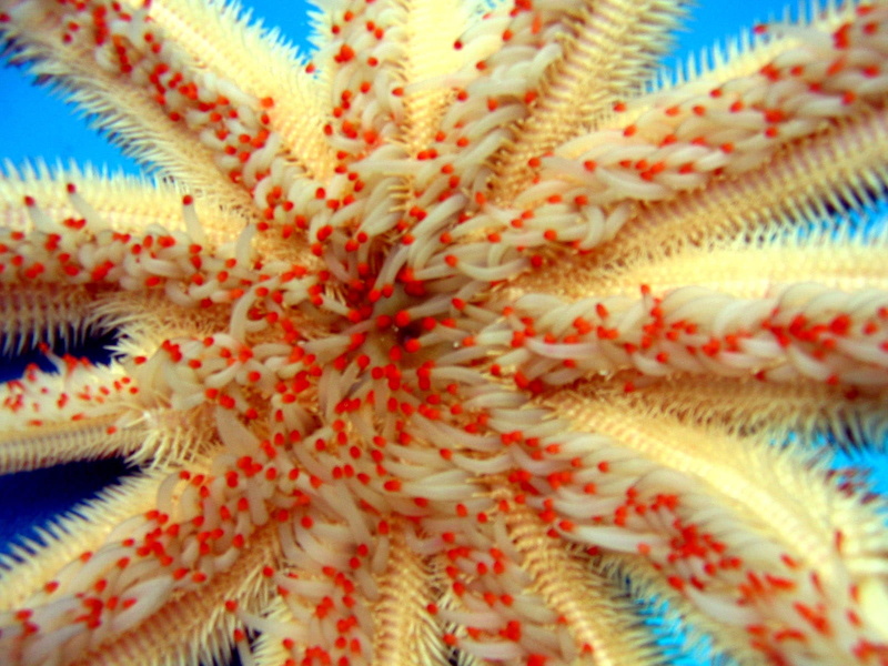 Magnificent star, full frame, sea star, decoration, backgrounds, floral pattern, blue, nature, extreme close-up, star fish, magnificent starfish, art and craft