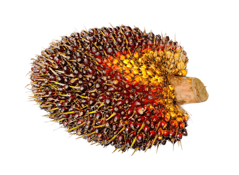 seed, cut out, produce, red, freshness, animal themes, still life, raw material, industrial, beauty in nature, oil industry, close-up, commodity, energy