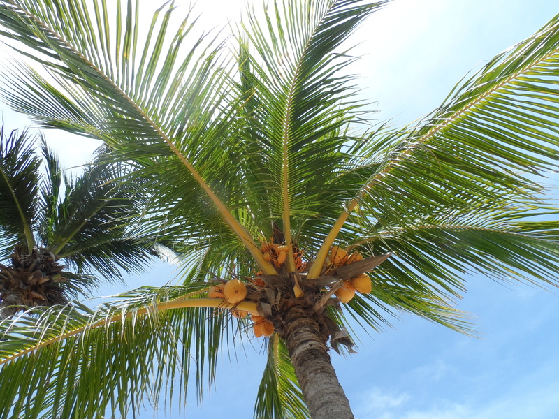 green, sunny, outdoors, tree, plant, 4K, no people, beach, nature, cloud - sky, palm tree isolated, tropical climate, coconut palm tree, holiday, tropical tree