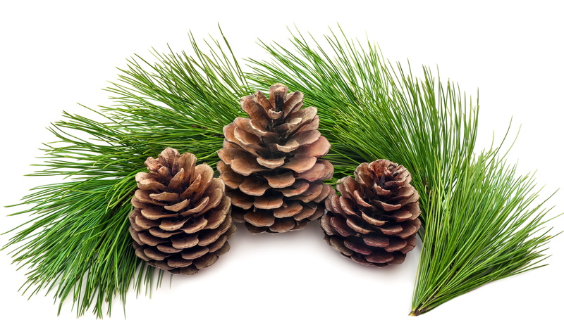ornate, indoors, green, pine, no People, evergreen Tree, white, pinaceae, christmas, spruce Tree, needles, backgrounds, pine Tree, single Object, year