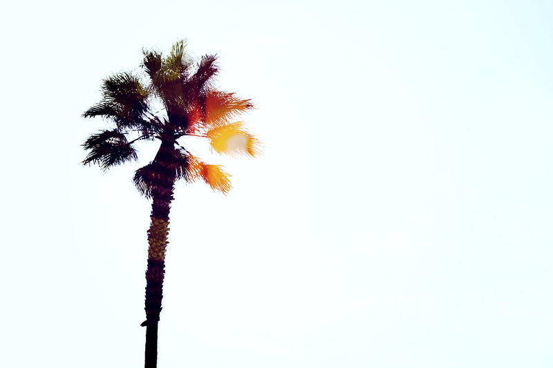 season, beach, branch, coconut Palm Tree, palm, red, sky, silhouette, isolated, no People, single Object, palm Tree, beauty In Nature, 5K, tropical Climate