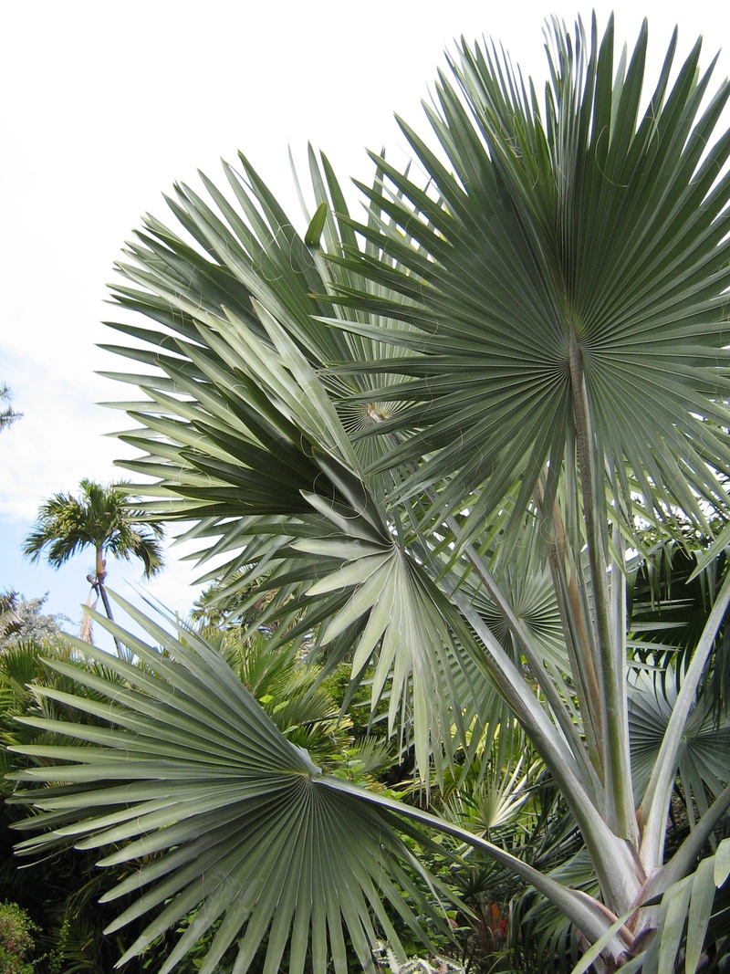 frond, green, leaf, tree, sky, plant part, island, tropical climate, palm leaf, nature, palm tree, clear sky, coconut palm tree, low angle view, Palm Trees