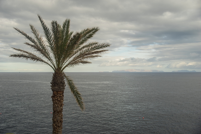 tree isolated, no People, resort, outdoor, coconut, tranquility, white, island, horizon, nature, paradise, summer, tranquil scene, outdoors, scenics, Palm