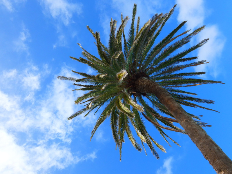 Tropical, spiky, trunk, plant, beauty in nature, island, no People, Palm Tree, sky, coniferous tree, tree, paradise, palm leaf, tropical climate, blue